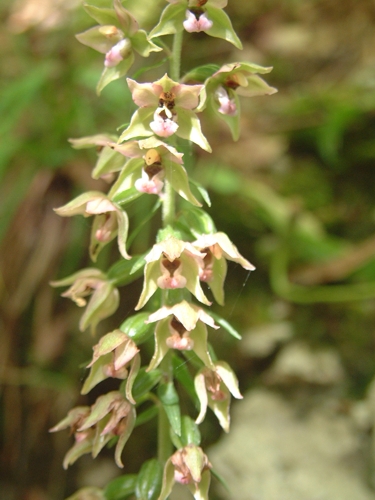 Epipactis  muelleri